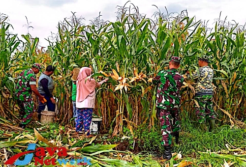 Saat Babinsa Ketawang Laok Kecamatan Ganding Kabupaten Sumenep Membantu Panen Jagung