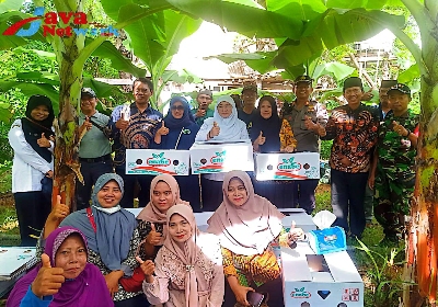 Wabup Sumenep Hj. Dewi Khalifah.,S.H.,M.H saat Menghadiri Panen Pisang Cavendish Kelompok Tani Semangat Karya Kalianget Barat Kecamatan Kalianget