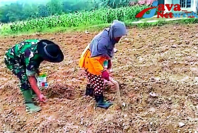 Babinsa Koramil 0827/13 Rubaru Bantu Petani Tanam Jagung
