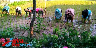 Tingkatkan Swasembada Pangan Babinsa 16 Gapura Bantu Petani Tanam Padi