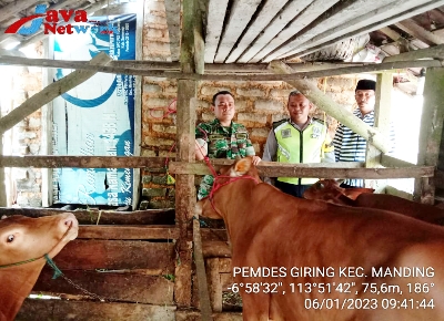 Koptu TNI Amir Hamzah Saat Mendampingi Penyerahan Bantuan Sapi Dari DKPP Sumenep Di Desa Binaan
