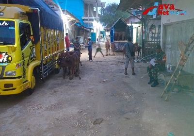 Babinsa Dungkek Lakukan Pengecekan dan Penyekatan Hewan Ternak Sapi di Desa Binaan