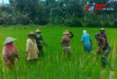 Sertu TNI Rasul Turun Kesawah Bantu Petani Bersihkan Hama Rumput Pad