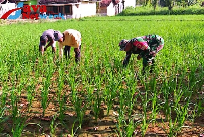 Babinsa Koramil 0827/12 Dasuk Bantu Cabut Gulma Pengganggu Padi di Desa Sema'an