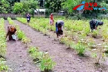 Babinsa Koramil 0827/23 Giligenting Bantu Warga Memupuk Tanaman Singkong