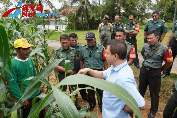 Sosialisasi Jagung Silase, Kodim 0827 Sumenep Perluas Kemitraan Dengan Petani