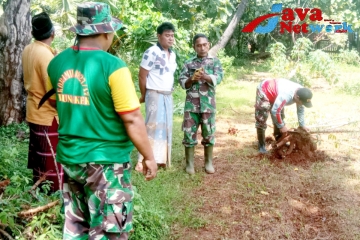 Serka Dharto Babinsa Koramil 0827/17 Dungkek Bantu Warga Panen Singkong di Desa Binaan