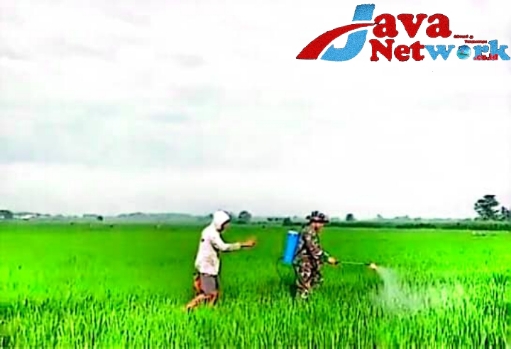 Serka Ainul Wafa Saat Mendampingi Petani Didesa Binaan Melakukan Penyemprotan Padi