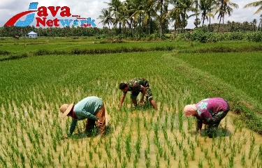 Turun ke Sawah, Babinsa Koramil 0827/17 Dungkek Bantu Petani Bersihkan Hama Rumput Padi
