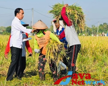 Tinjau Panen Raya di Ngawi, Presiden Jokowi : Produktivitas Tiap Daerah Berbeda