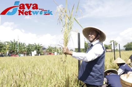 Bupati Sumenep Ra Achmad Fauzi SH MH Saat Panen Raya Padi Nusantara di Desa Gunggung Kecamatan Batuan Kabupaten Sumenep Madura Jawa Timur