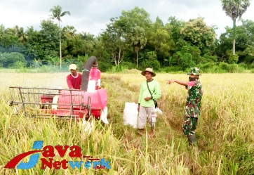 Serka TNI Rasul Saat Membantu Petani Di Desa Banjar Barat Gapura Panen Padi