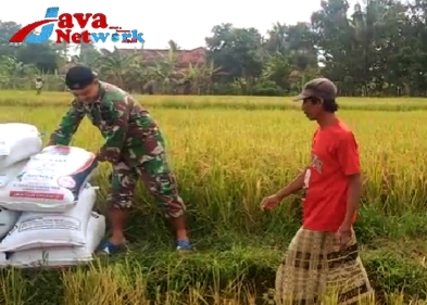 Peduli Warga Binaan, Babinsa 0827/16 Gapura Bantu Petani Panen Padi