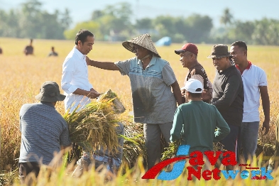 Presiden Jokowi tinjau panen raya di Maros, Sulsel, Kamis (30/03/2023). (Foto: Humas Setkab/Agung)