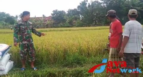 Dukung Ketahanan Pangan, Babinsa Koramil 0827/16 Gapura Bantu Panen Padi di Desa Binaan