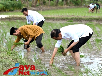 Presiden Jokowi bersama Mentan Syahrul Yasin Limpo bertanam padi bersama petani di Tuban, Kamis (06/04/2023). (Foto: BPMI Setpres)