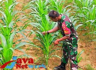 Babinsa 0827/09 Pragaan Lakukan Pengecekan Pertumbuhan Tanaman Jagung Warga Binaan