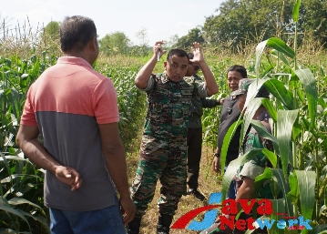 Gandeng Anggota Dewan, Dandim Tinjau Ternak Sapi dan Perkembangan Jagung Silase