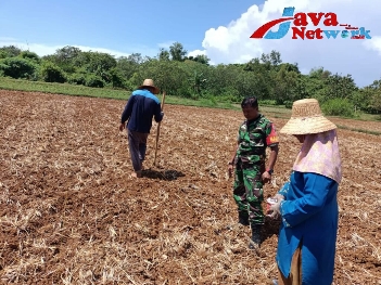 Tingkatkan Produksi Jagung Silase, TNI Kembali Tanam Jagung Seluas 1,5 Hektar di Rubaru
