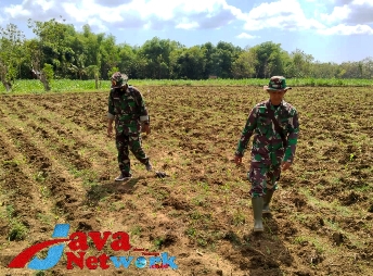 Babinsa Koramil 0827/8 Ganding Dampingi Petani Pantau Kondisi Lahan Tanaman Jagung