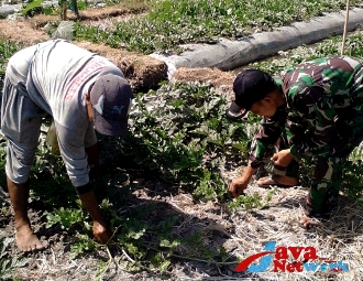 Serka Adi Sujarwadi, Babinsa Koramil 0827/18 Kangean Dampingi Petani Merawat Tanaman Cabe