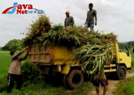 Babinsa Koramil 0827/08 Ganding Bantu Petani Panen Jagung Untuk Silase