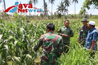 Dandim 0827/Sumenep Saat Meninjau Tanaman Jagung di Desa Bilepora Timur Kecamatan Ganding