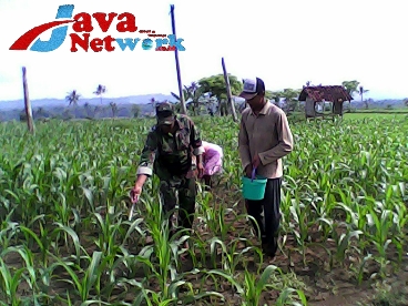 Pendampingan Aktif Babinsa Koramil Guluk-Guluk Kepada Para Petani Saat Pemupukan Jagung Silase