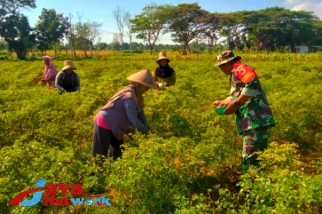 Babinsa Koramil 0827/10 Ambunten Bantu Petani Panen Cabe