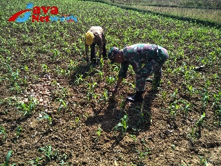 Dukung Ketahanan Pangan, Babinsa Koramil 0827/01 Kota Bantu Warga Rawat Tanaman Jagung