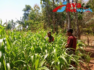 Upaya Cegah Hama, Babinsa Kalianget dan Petani Cek Tanaman Jagung Silase