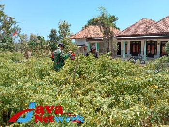 Petani Panen Cabai Rawit di Bantu Babinsa Koramil 0827/15 Batuputih, Sekali Panen Capai 80 Kg, Selasa (08/11/2023)