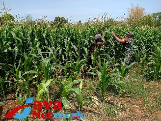 Upaya Cegah Hama, Babinsa 0827/12 Dasuk Bersama Petani Cek Tanaman Jagung, Minggu (26/11/2023)