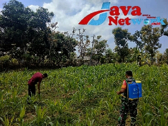 Babinsa Sepudi Bantu Warga Semprotkan Obat Hama Pada Tanaman Jagung, Selasa (28/11/2023)