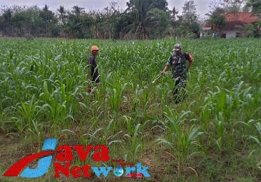 Selalu Ada Bersama Petani, Babinsa Lenteng Bantu Warga Penyemprotan Gulma Pada Tanaman Jagung, Minggu (03/12/2023)