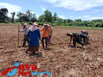 Dari rakyat Untuk Rakyat, Babinsa Koramil 0827/13 Rubaru Bantu Warga Tanam Bibit Jagung, Rabu (13/12/2023)