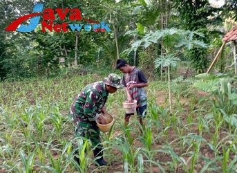 Babinsa Koramil Lenteng Koptu Toyok Erfandi Saat Membantu Pemupukan Tanaman Jagung di Desa Binaan, Rabu (20/12/2023)