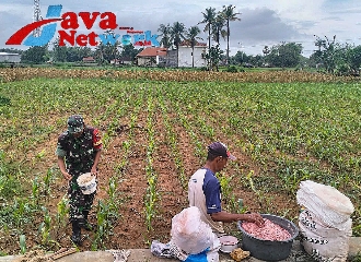 Wujud Kepedulian, Babinsa Lenteng Bantu Petani Pupuk Jagung