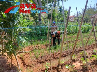Babinsa Koramil Kalianget Serka Amano Saat Membantu Petani Merawat Tanaman Merah di Desa Bicabbi, Minggu (31/12/2023)