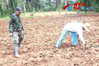 Babinsa Koramil 0827/5 Lenteng Bantu Rawat Tanaman Jagung Milik Petani Di Desa Binaan. Minggu (14/01/2024)
