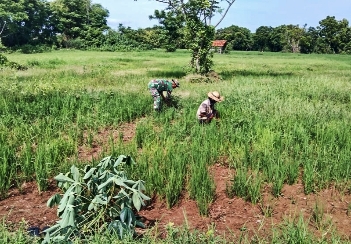 Babinsa Raas Serma Jamal saat membantu Petani di Desa Binaan, Rabu (07/02/2024)