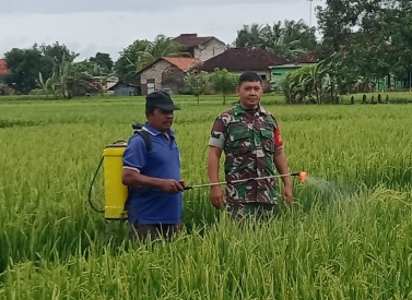 Babinsa Dungkek Serka Yulianto Saat Mendampingi Petani Lakukan Penyemprotan Tanaman Padi, Sabtu (10/02/2024)