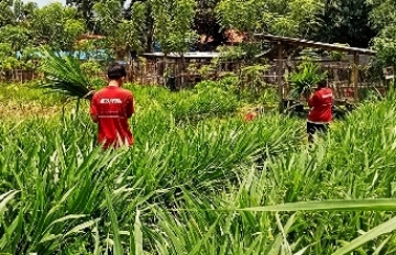 Warga Binaan Pemasyarakatan Rutan Sumenep Saat Menanam Rumput Odot, Jum'at (16/02/2024)