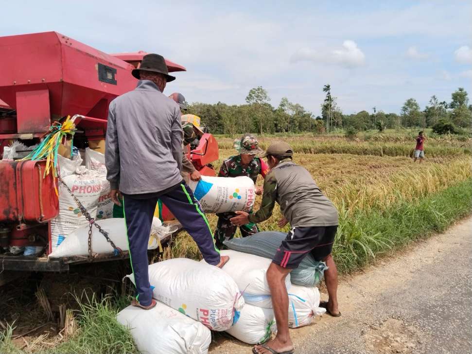 Babinsa Ambunten Bantu Petani Panen Padi Di Wilayah Desa Binaan