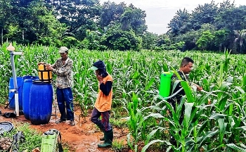 Babinsa Koramil Lenteng Sertu Imam Syafi'i Saat Melakukan Penyemprotan Tanaman Padi di Desa Lenteng Barat, Selasa (05/03/2024)