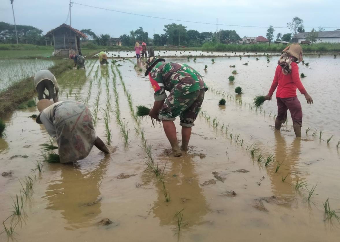 Bantu Petani Tanam Padi, ini Cara Babinsa Ambunten Turut Meningkatkan Ketahanan Pangan, Jum'at (22/03/2024)