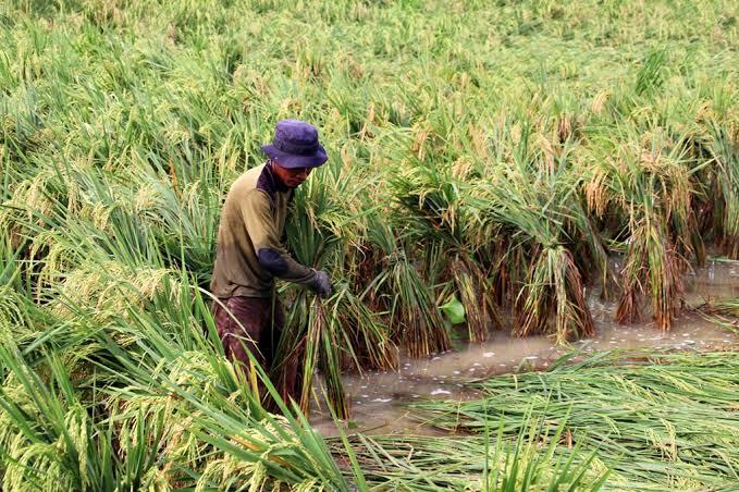 Asnan Salah Satu Petani di Desa Paloklo'an Kecamatan Gapura Saat Membangunkan Padinya, Jum'at (12/04/2024)