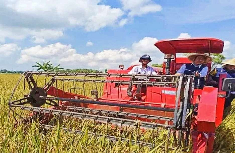 Musim Padi di Kecamatan Gapura