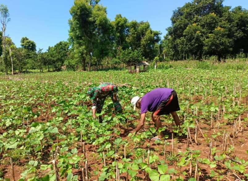 Cuaca Tak Menentu, Petani di Bluto Pilih Tanam Kacang Hijau di Bantu Babinsa, Minggu (21/04/2024)