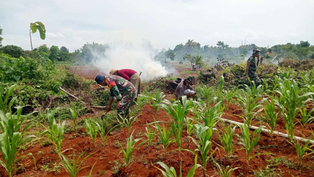 Babinsa Kalianget Bantu Petani Bersihkan Rumput Di Lahan Jagung di Desa Binaan, Kamis (02/05/2024)
